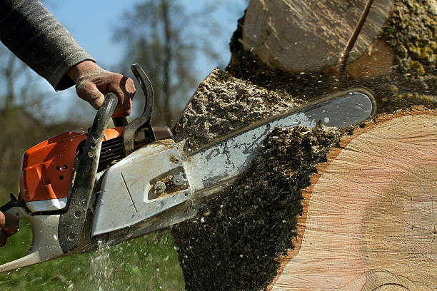 How Our Tree Care Process Works  in  North Miami, FL